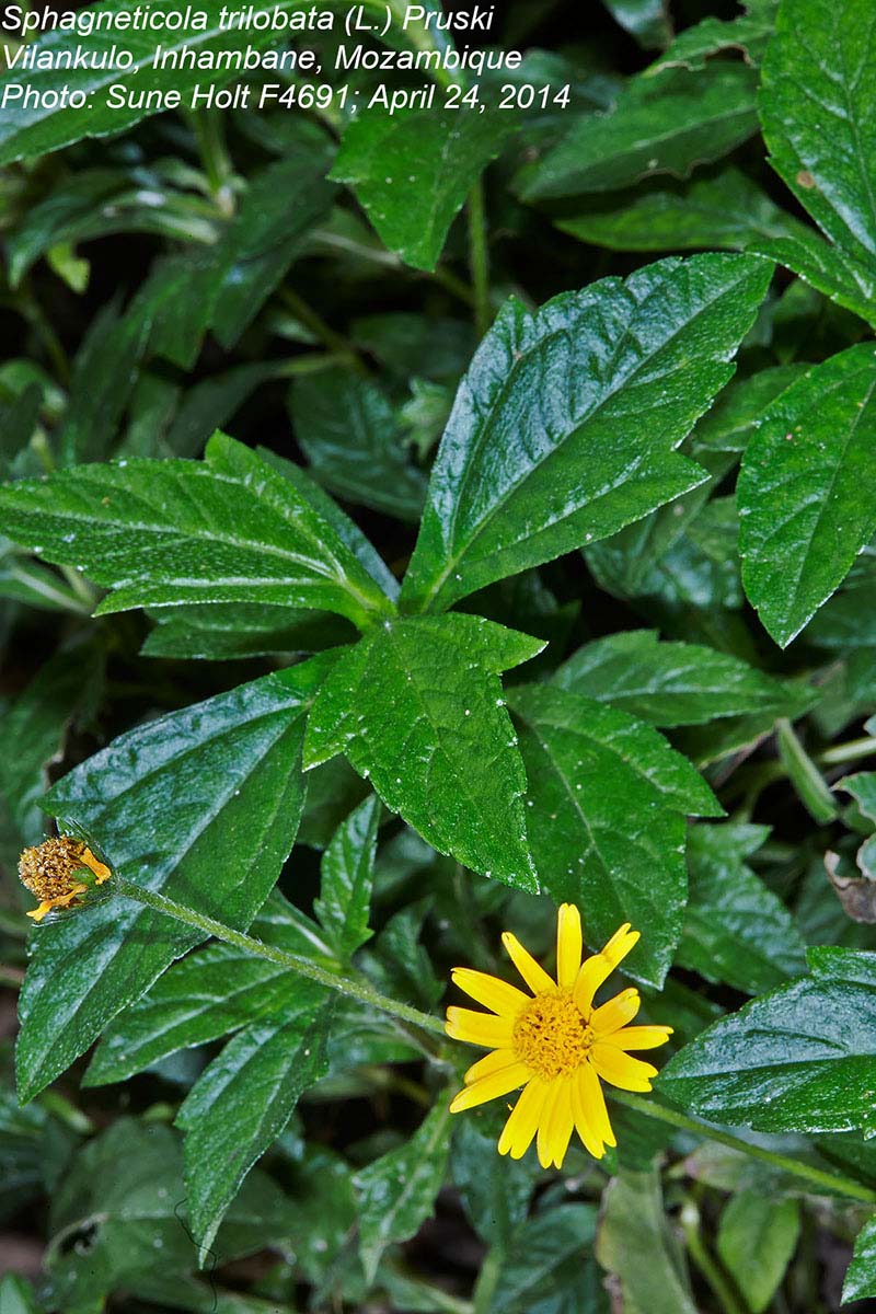 Sphagneticola trilobata Sphagneticola trilobata