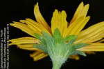 Sphagneticola trilobata