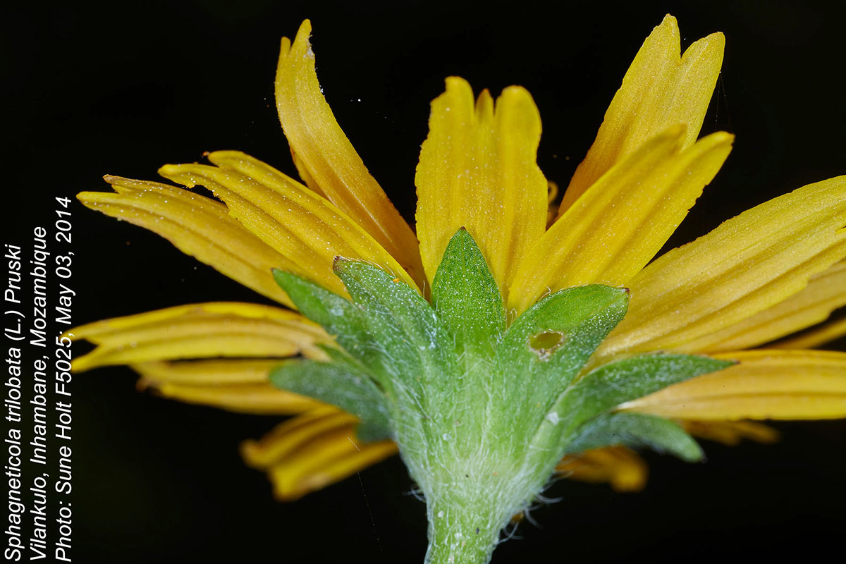 Sphagneticola trilobata Sphagneticola trilobata