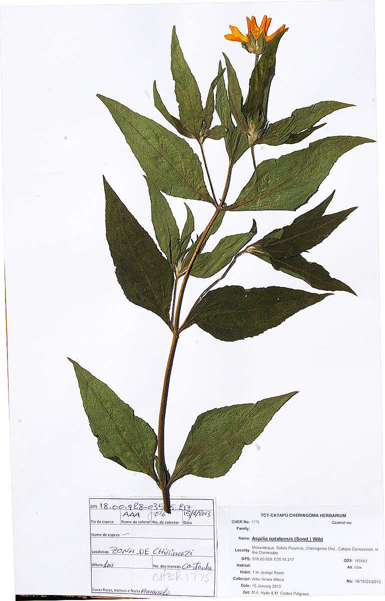 Aspilia natalensis Aspilia natalensis