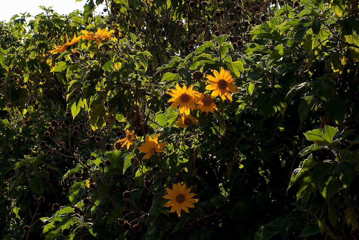 Tithonia diversifolia Tithonia diversifolia