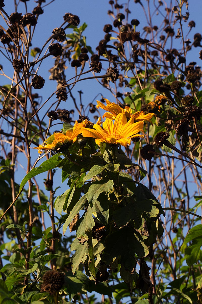 Tithonia diversifolia Tithonia diversifolia