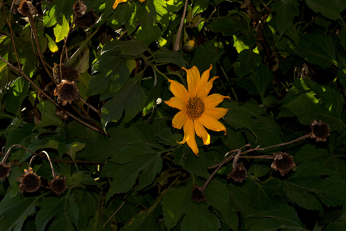 Tithonia diversifolia Tithonia diversifolia