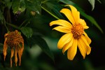 Tithonia diversifolia