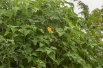 Tithonia diversifolia
