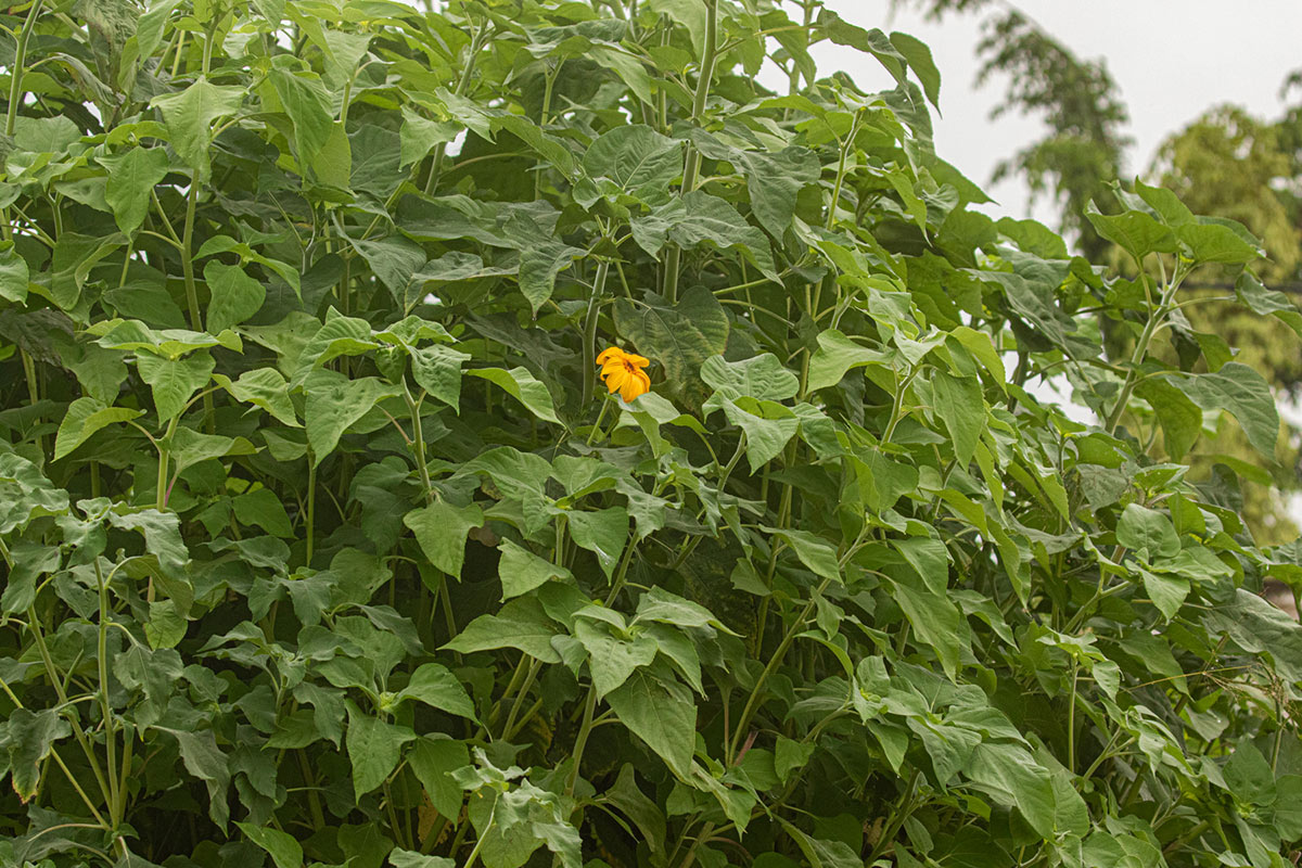 Tithonia diversifolia Tithonia diversifolia