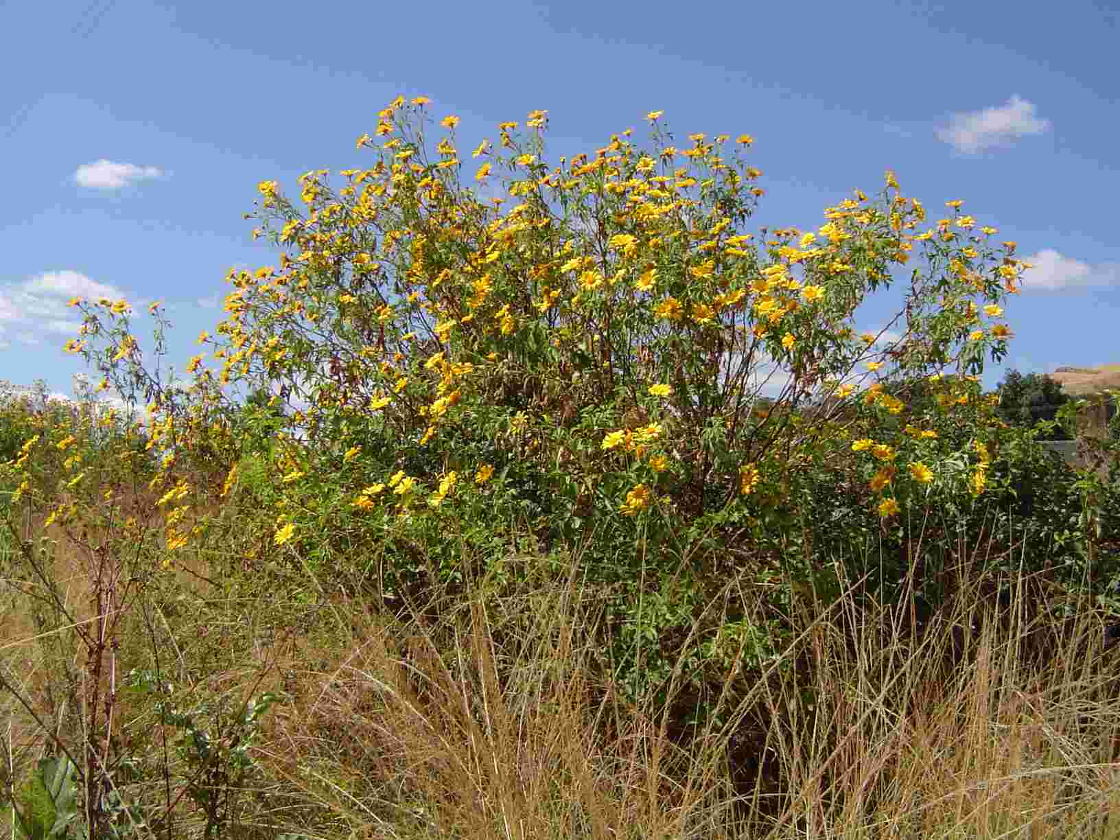 Tithonia diversifolia Tithonia diversifolia