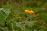 Tithonia diversifolia