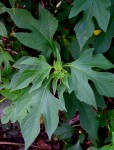 Tithonia diversifolia
