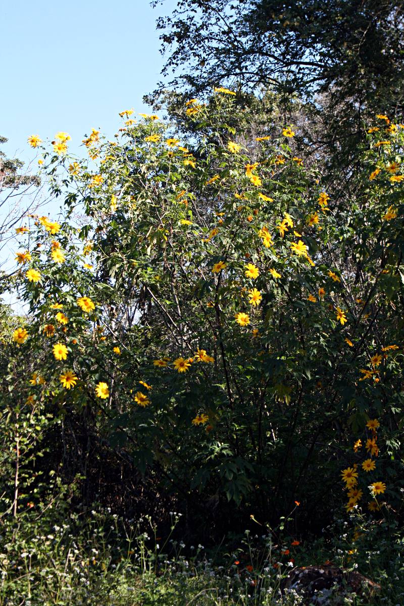 Tithonia diversifolia Tithonia diversifolia