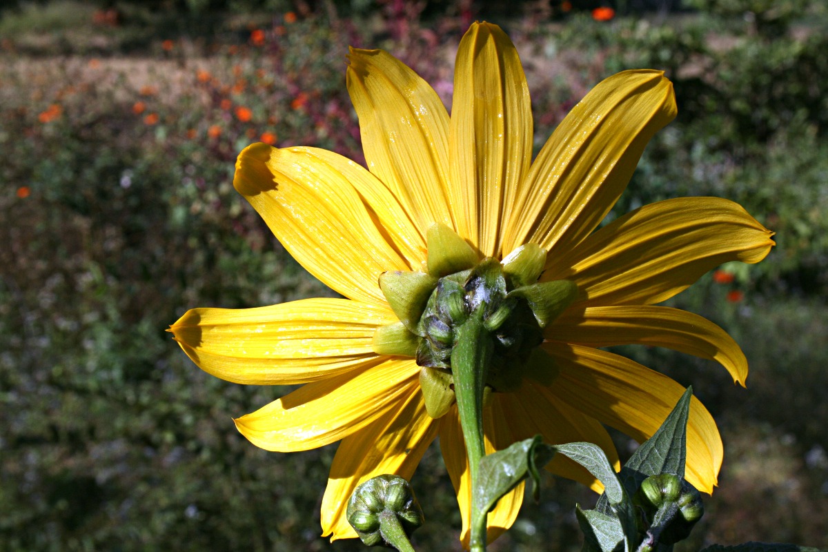 Tithonia diversifolia Tithonia diversifolia