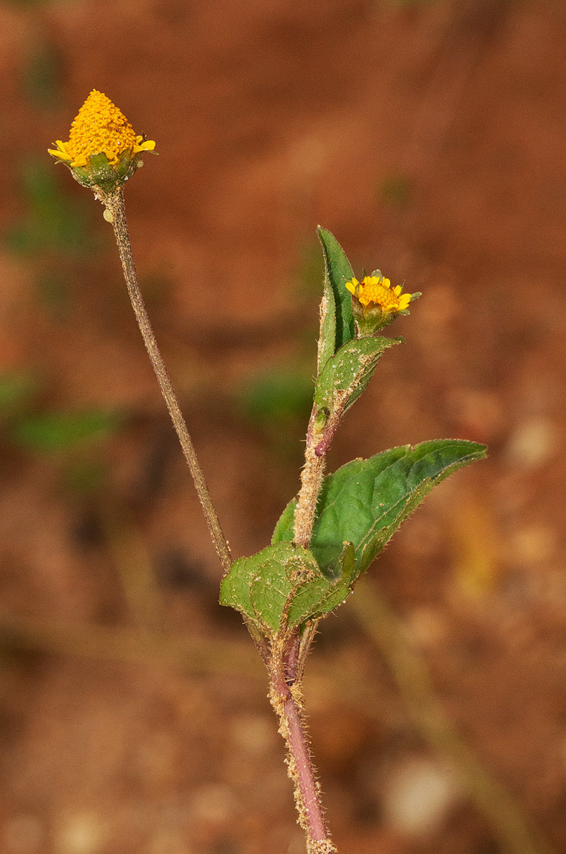 Acmella caulirhiza Acmella caulirhiza