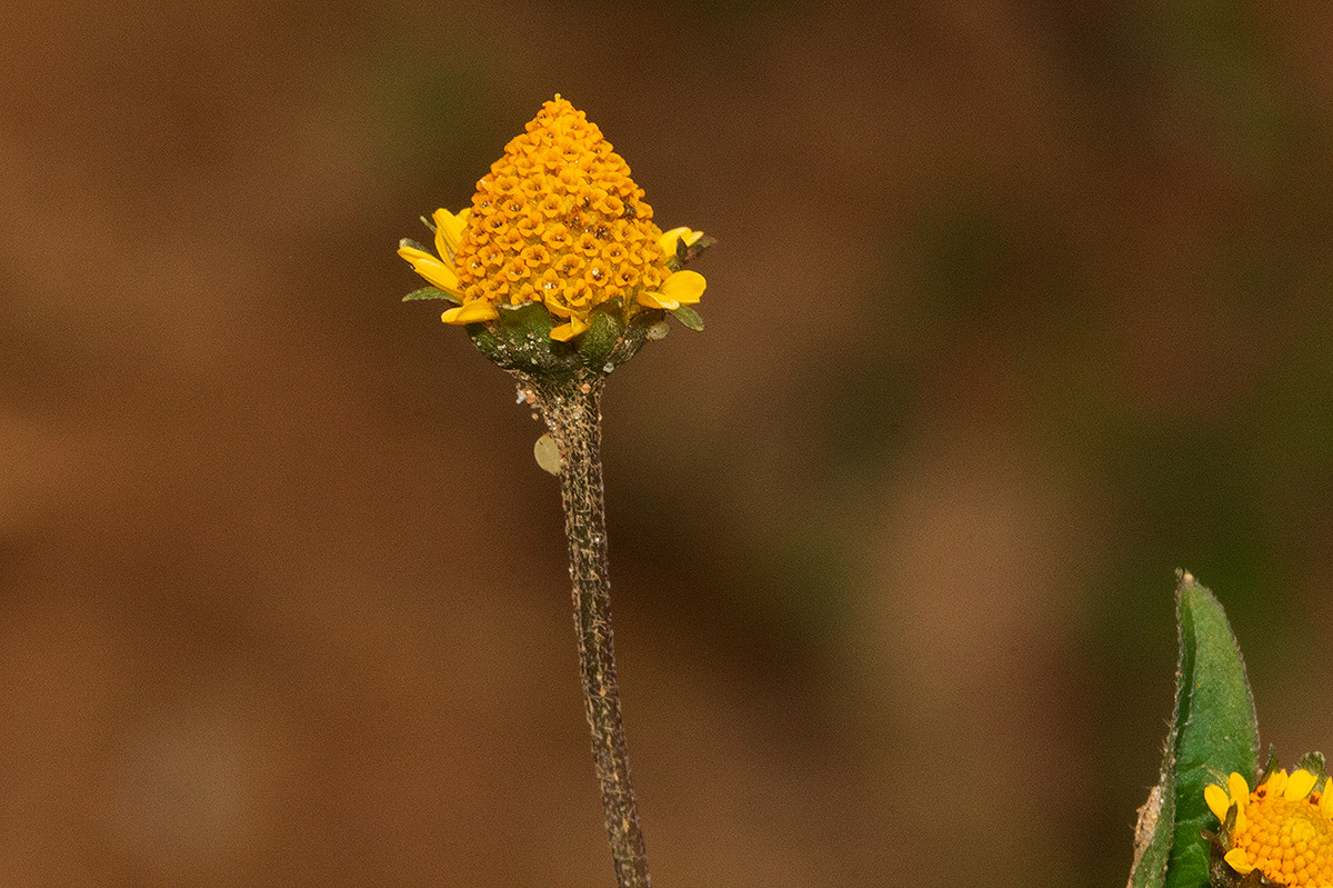 Acmella caulirhiza