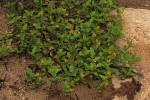 Acmella caulirhiza