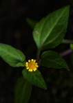 Acmella caulirhiza