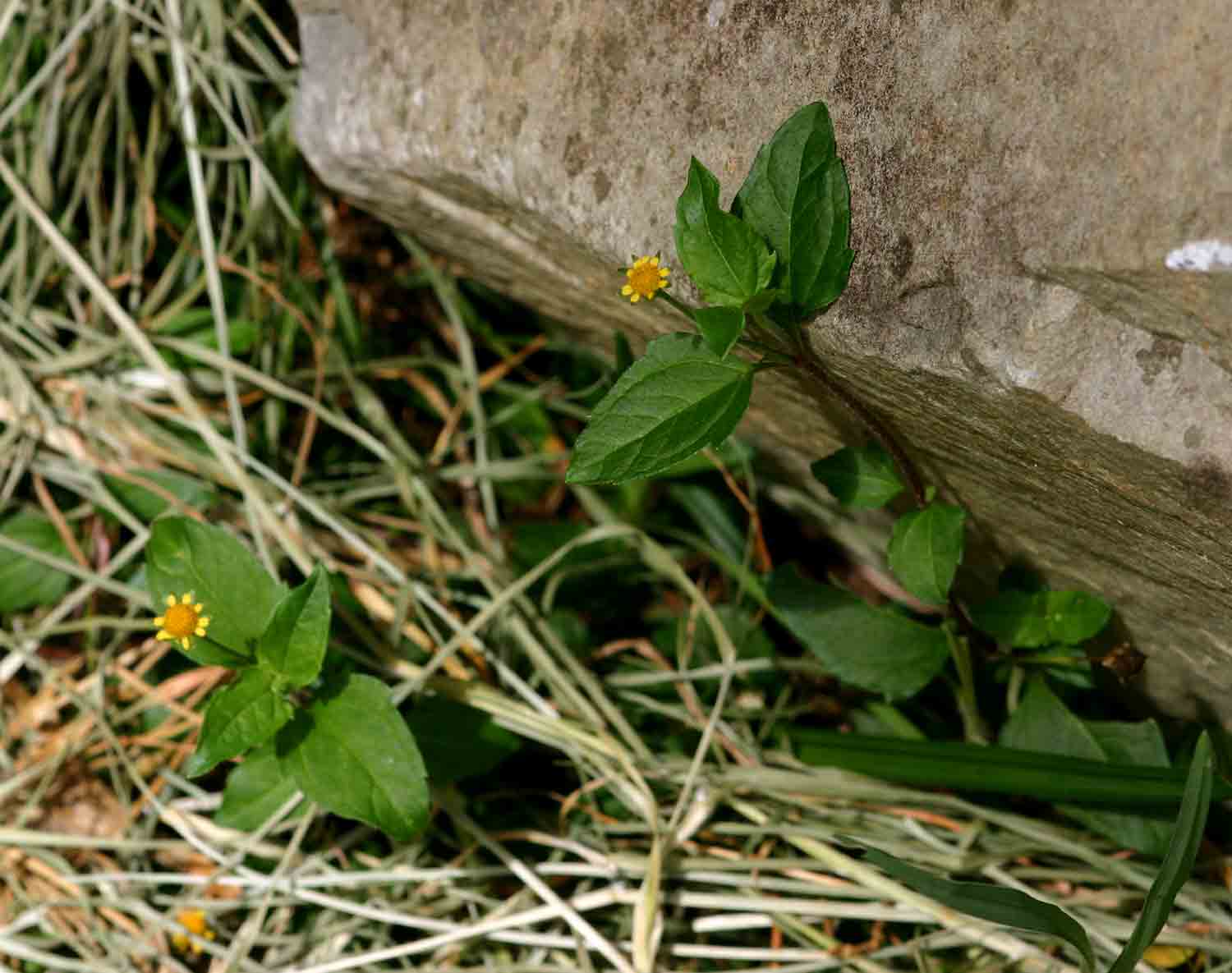 Acmella caulirhiza Acmella caulirhiza