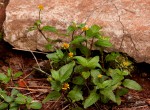Acmella caulirhiza