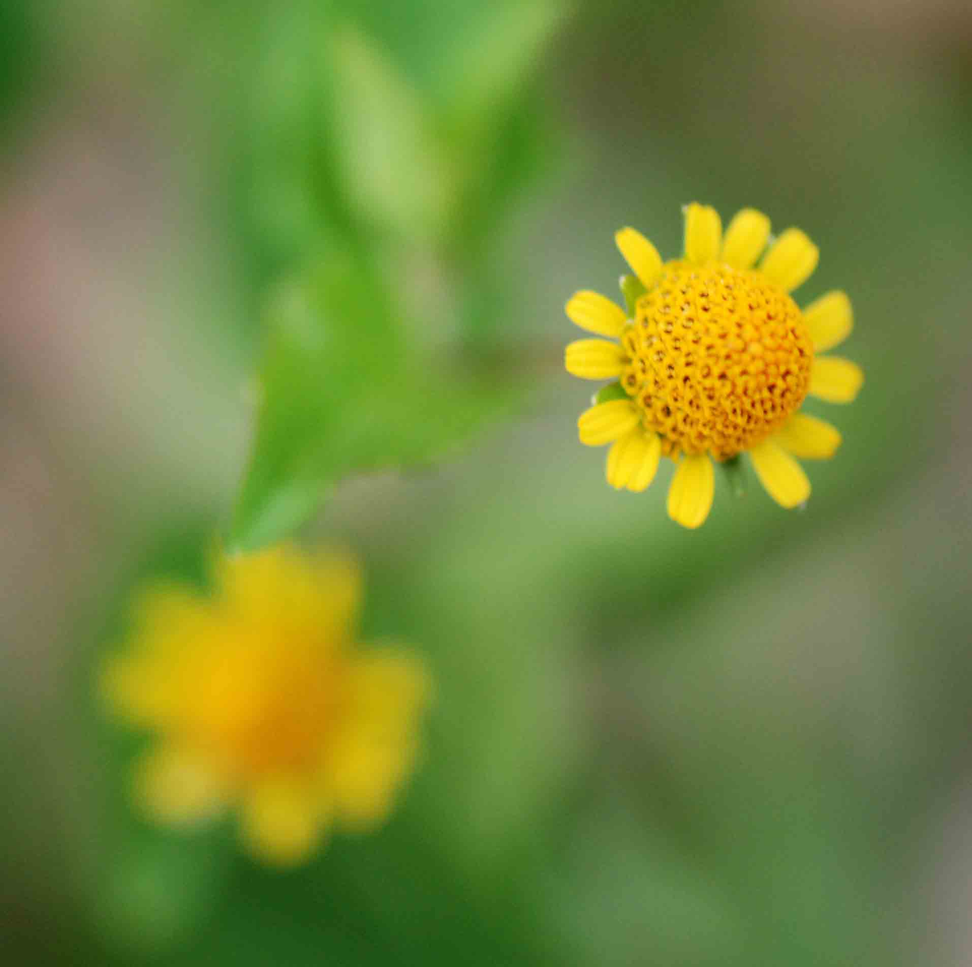 Acmella caulirhiza Acmella caulirhiza