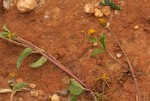 Acmella caulirhiza