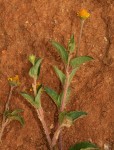 Acmella caulirhiza
