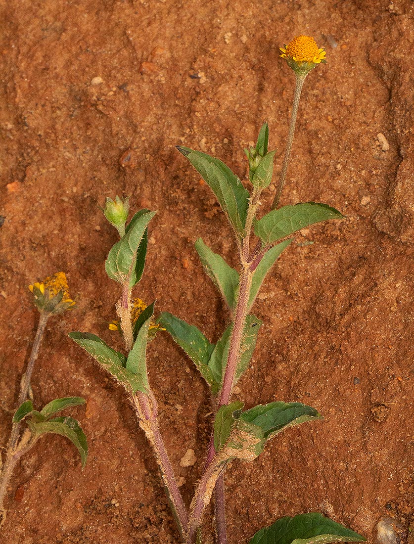 Acmella caulirhiza Acmella caulirhiza