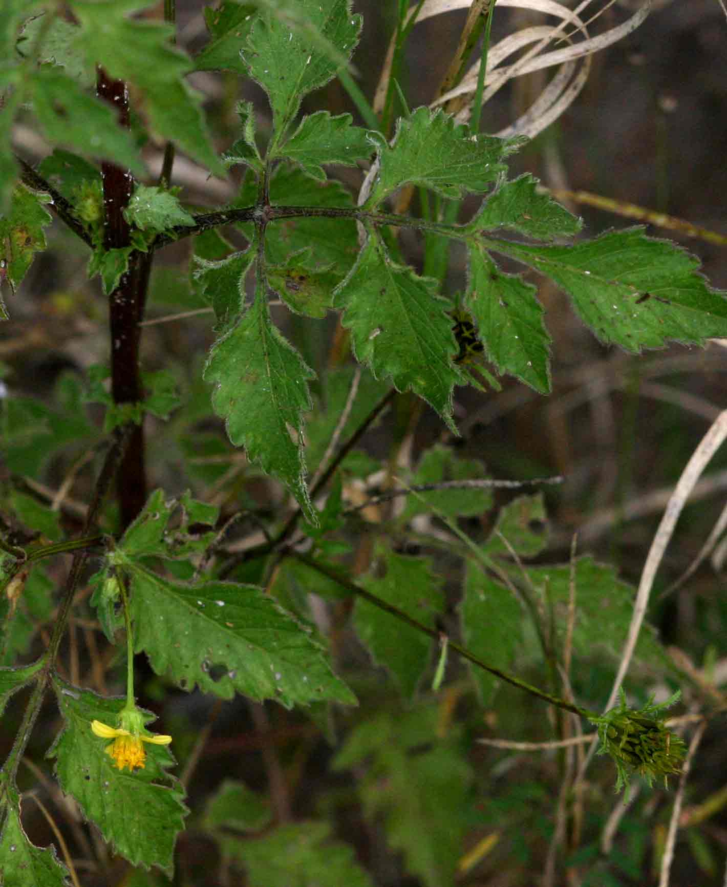 Bidens biternata Bidens biternata