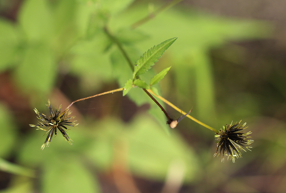 Bidens pilosa Bidens pilosa