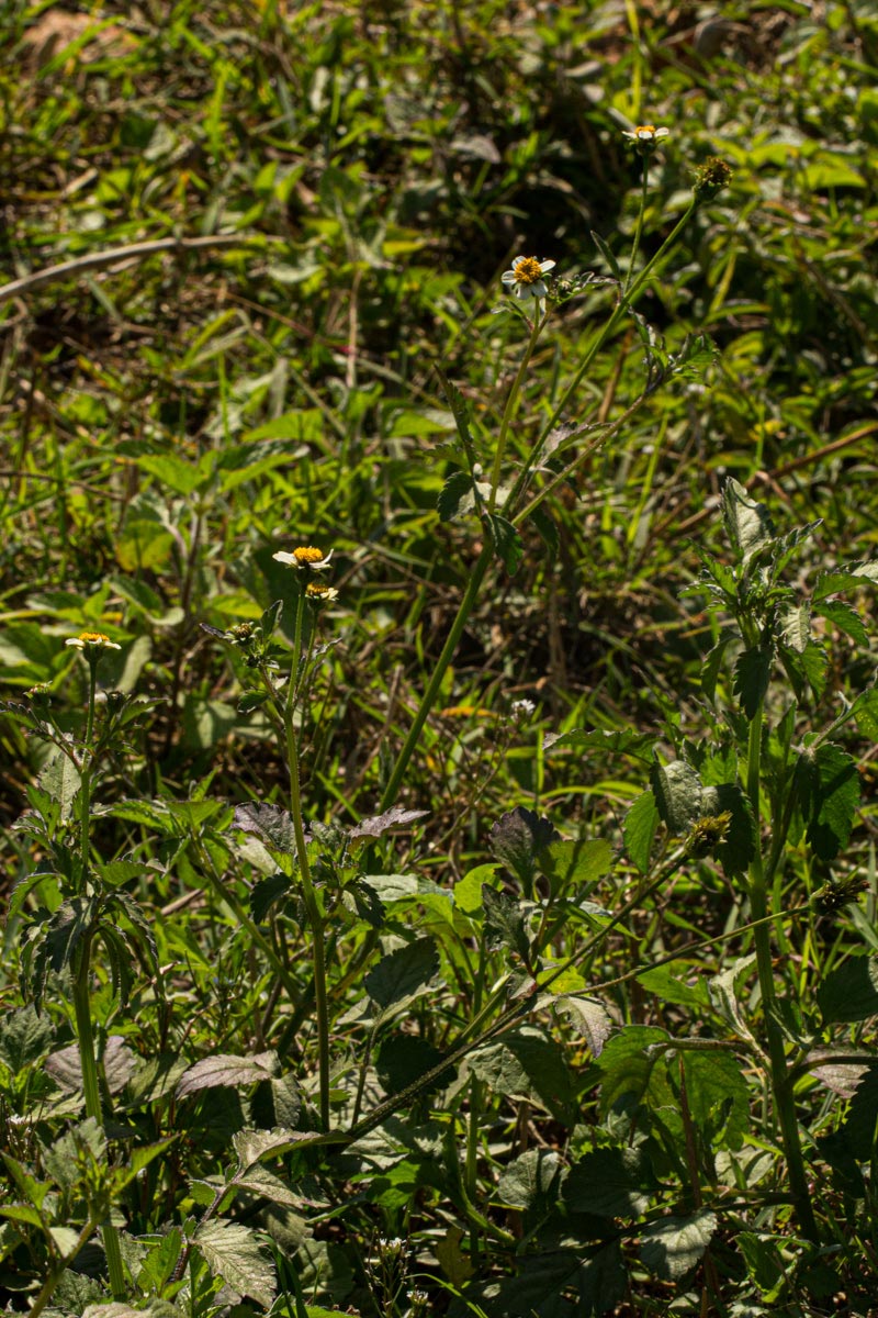 Bidens pilosa Bidens pilosa