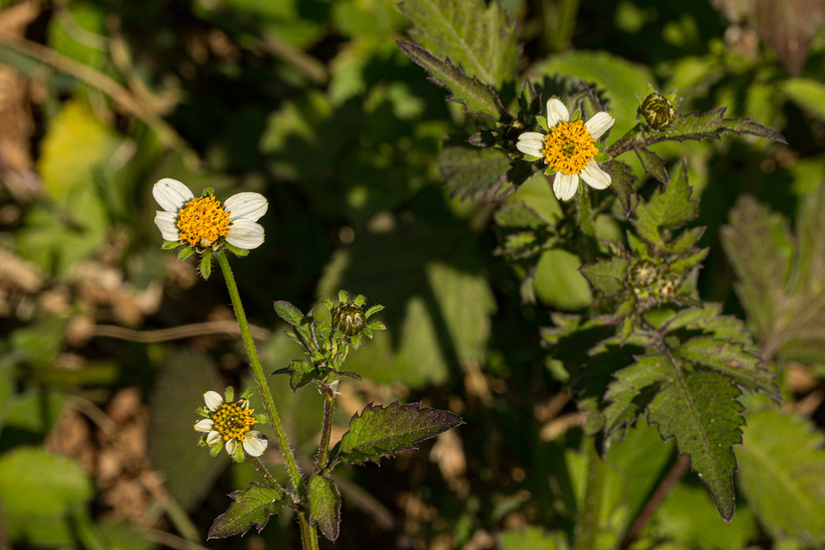 Bidens pilosa Bidens pilosa