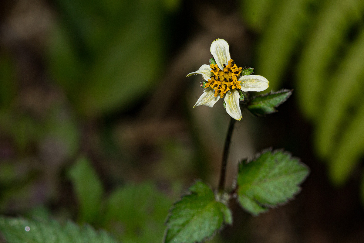 Bidens pilosa Bidens pilosa