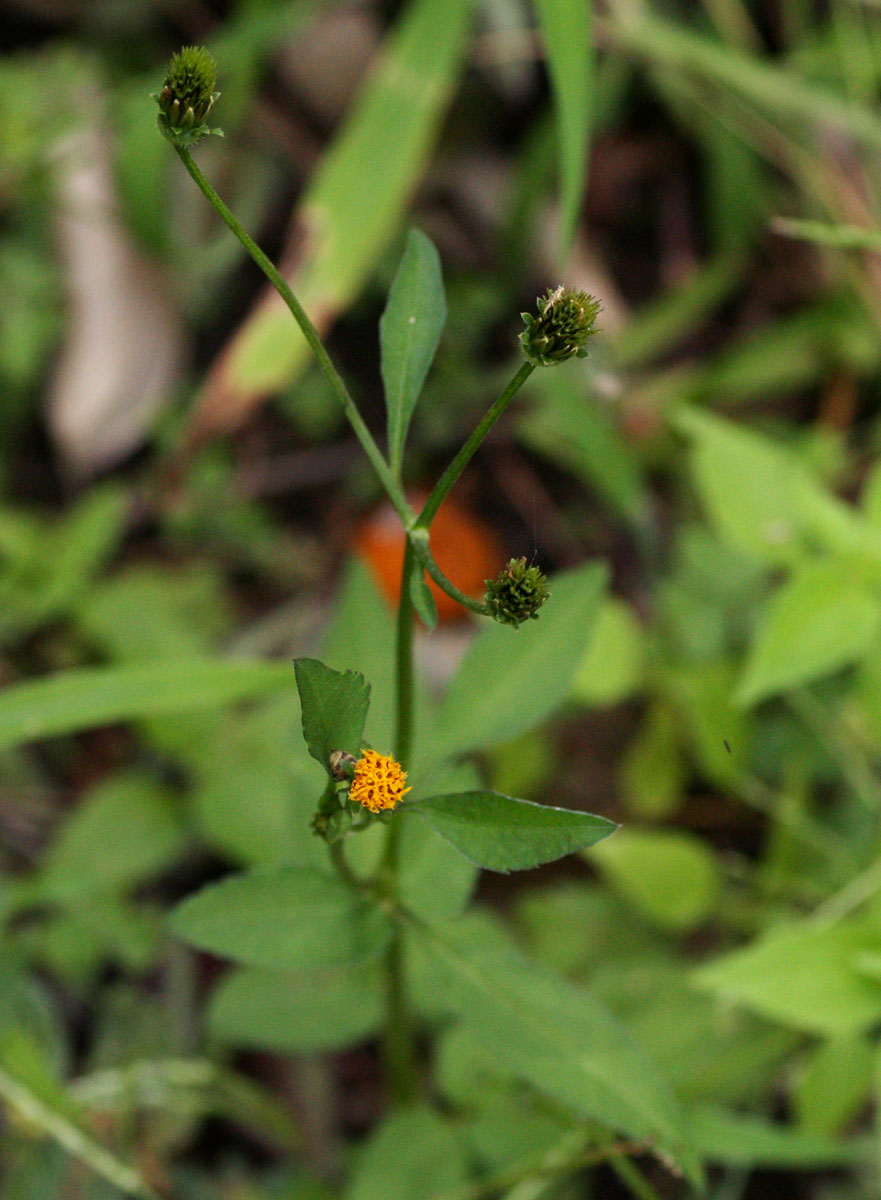 Bidens pilosa Bidens pilosa