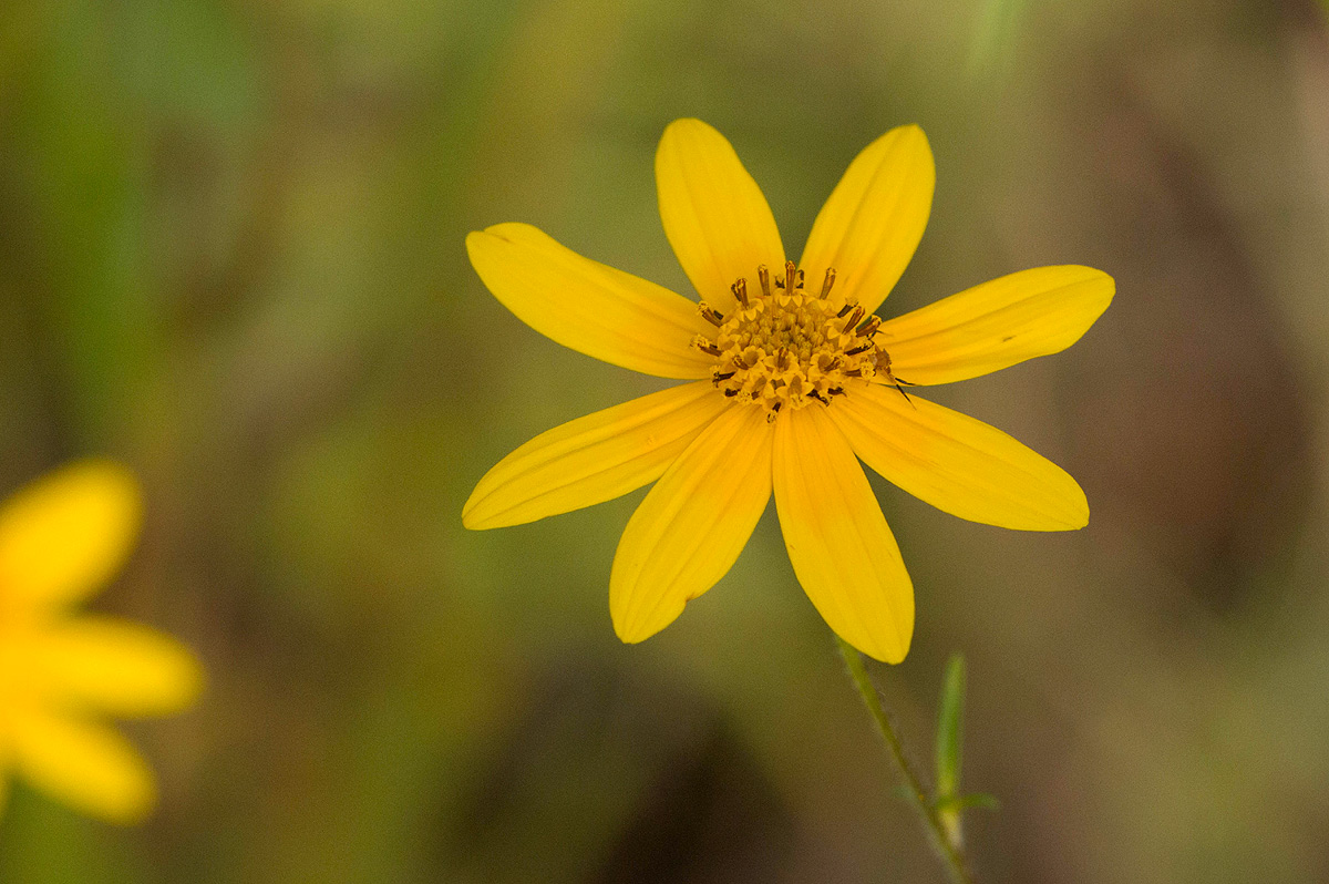 Bidens schimperi Bidens schimperi