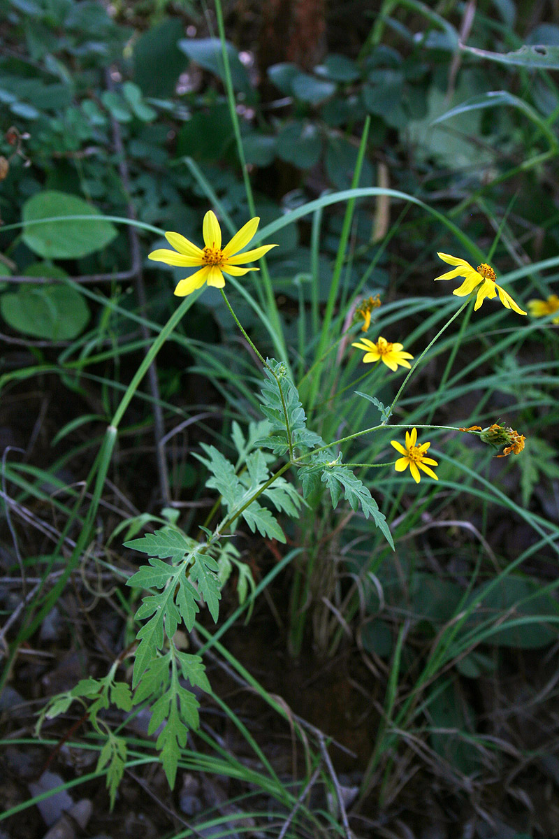 Bidens schimperi Bidens schimperi