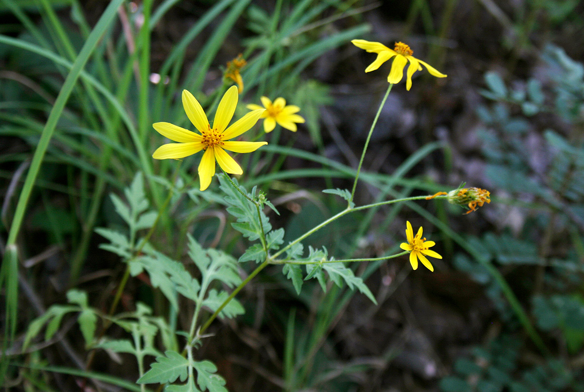 Bidens schimperi Bidens schimperi