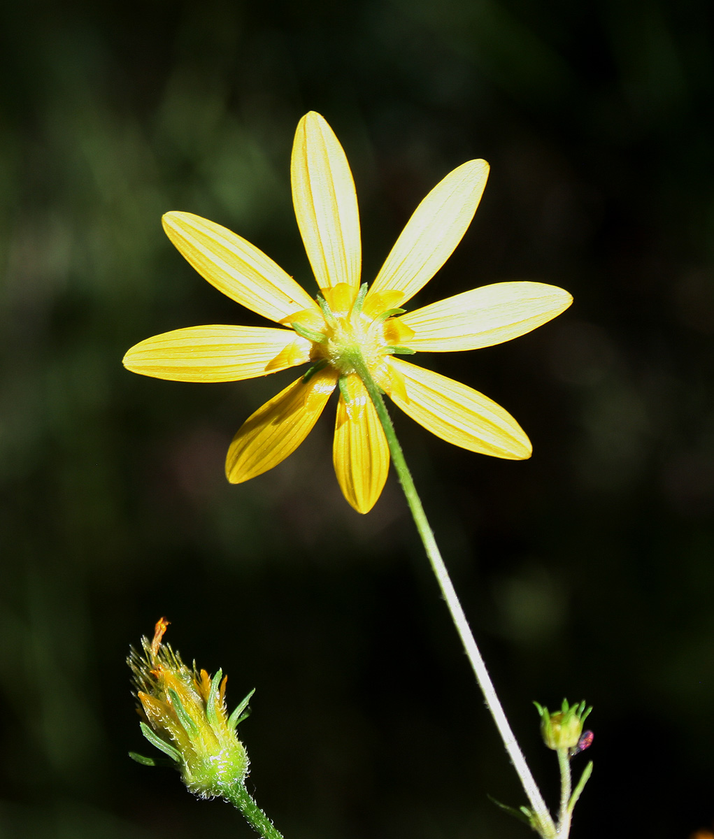 Bidens schimperi Bidens schimperi