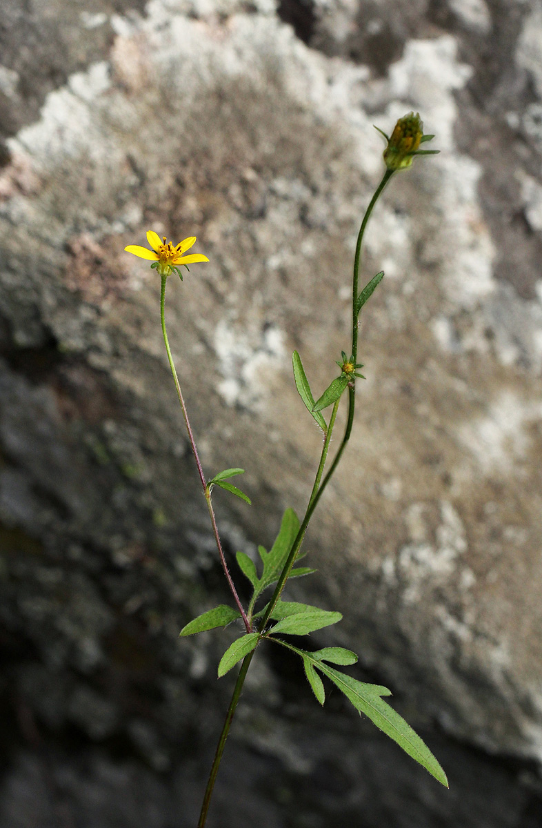 Bidens schimperi Bidens schimperi