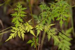 Bidens schimperi