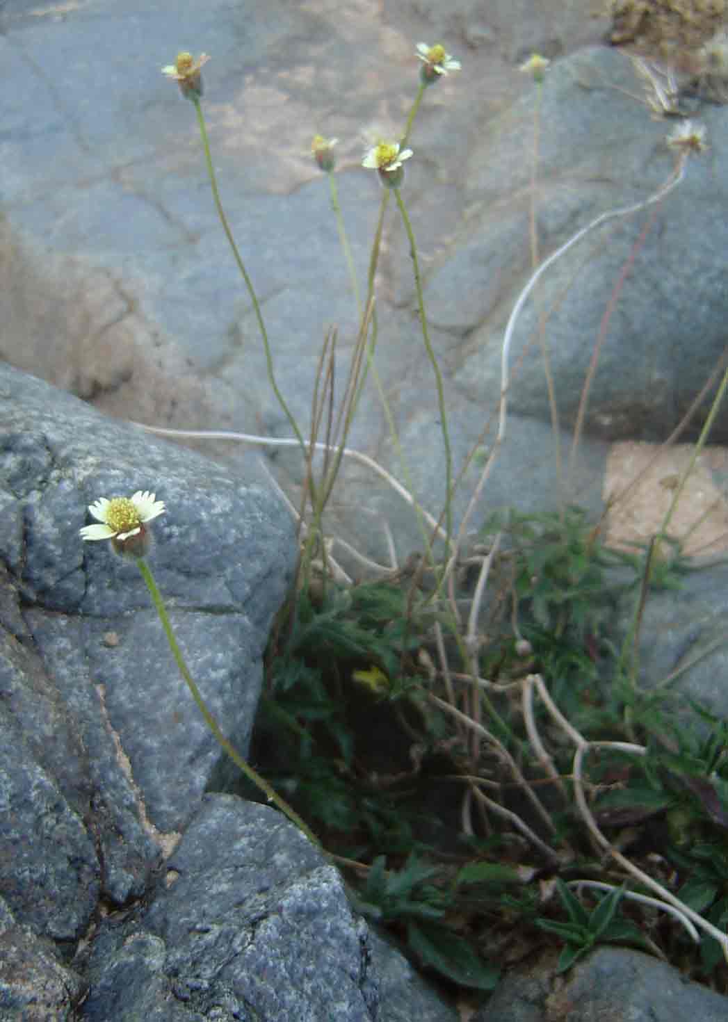 Tridax procumbens Tridax procumbens