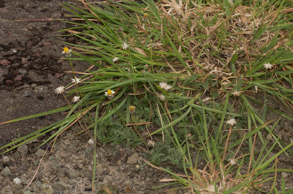 Tridax procumbens