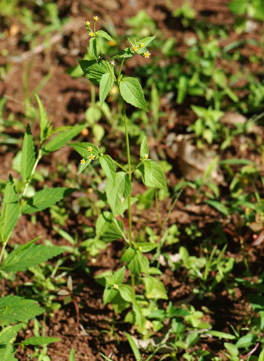 Galinsoga parviflora