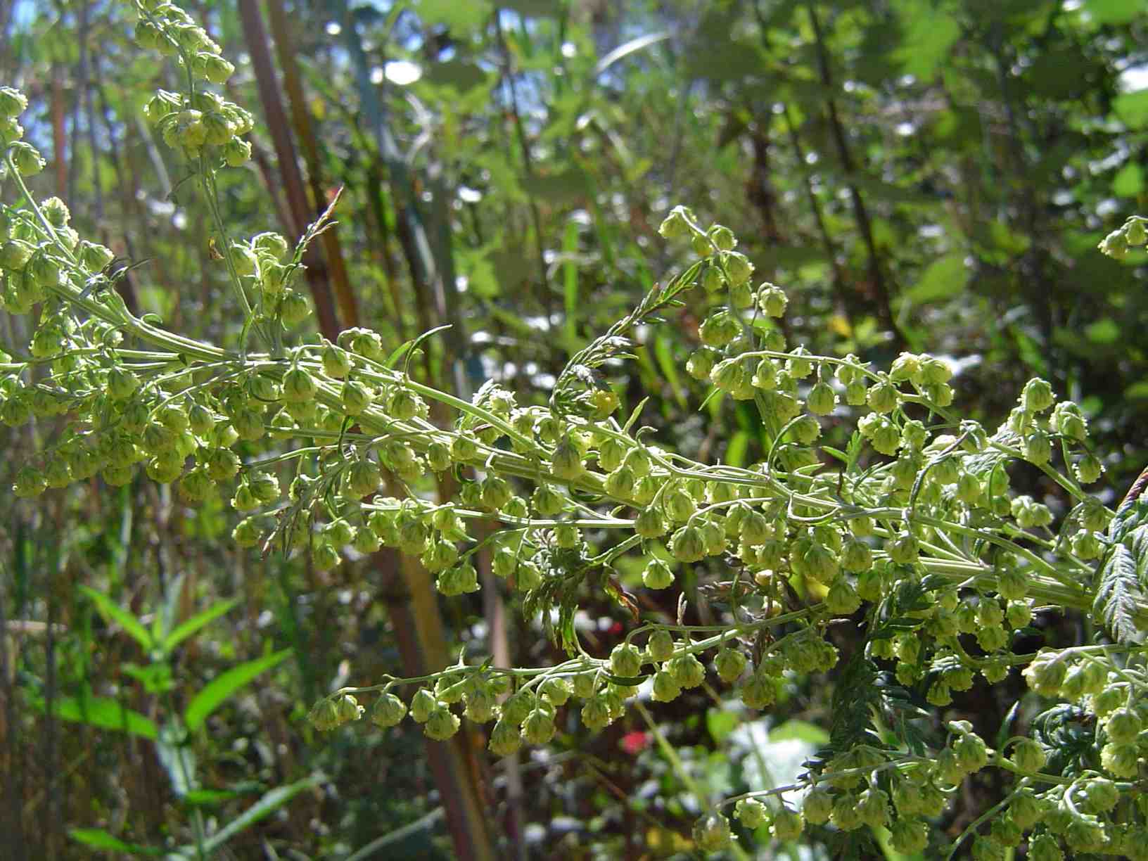 Artemisia afra