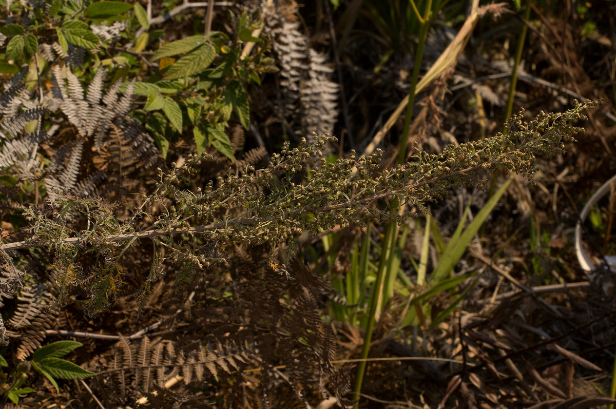Artemisia afra