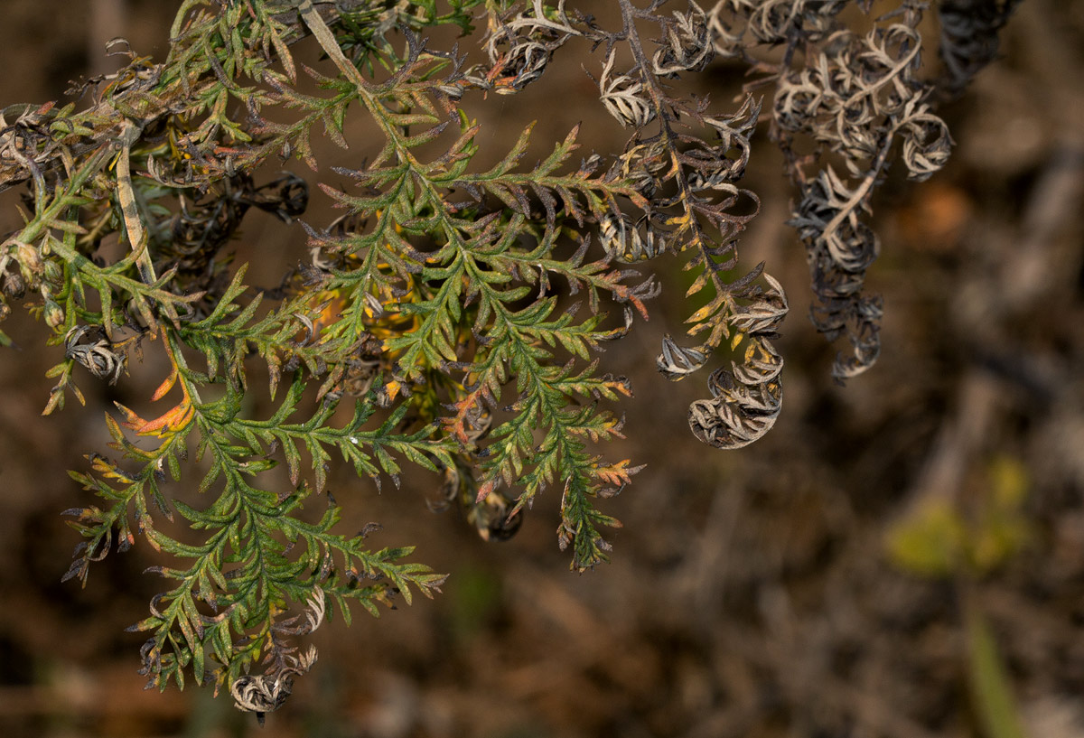 Artemisia afra Artemisia afra