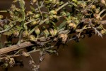 Artemisia afra