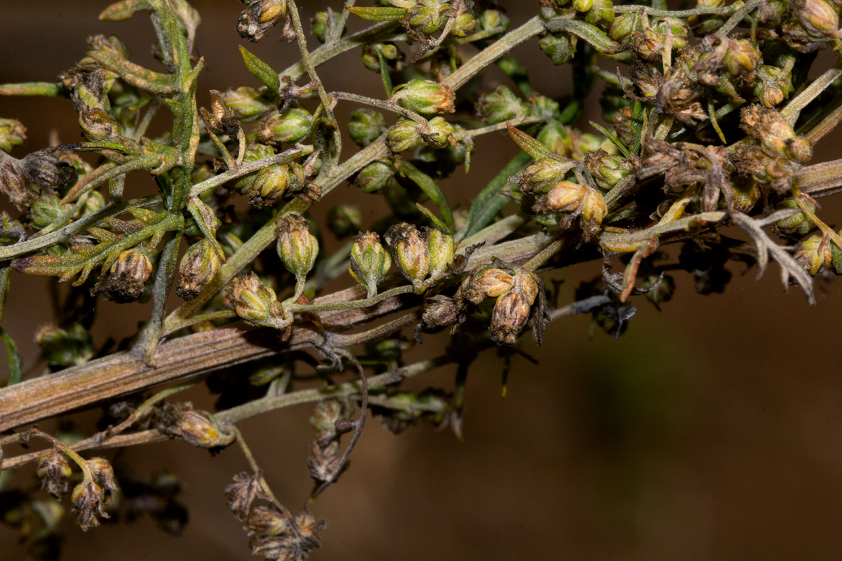 Artemisia afra Artemisia afra