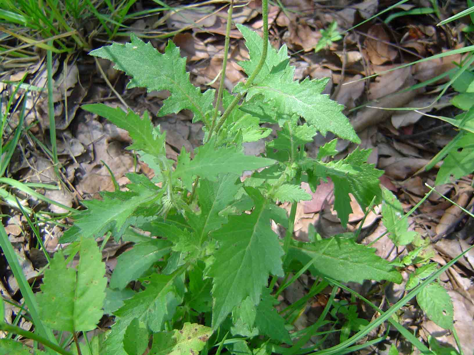 Crassocephalum rubens var. rubens Crassocephalum rubens var. rubens