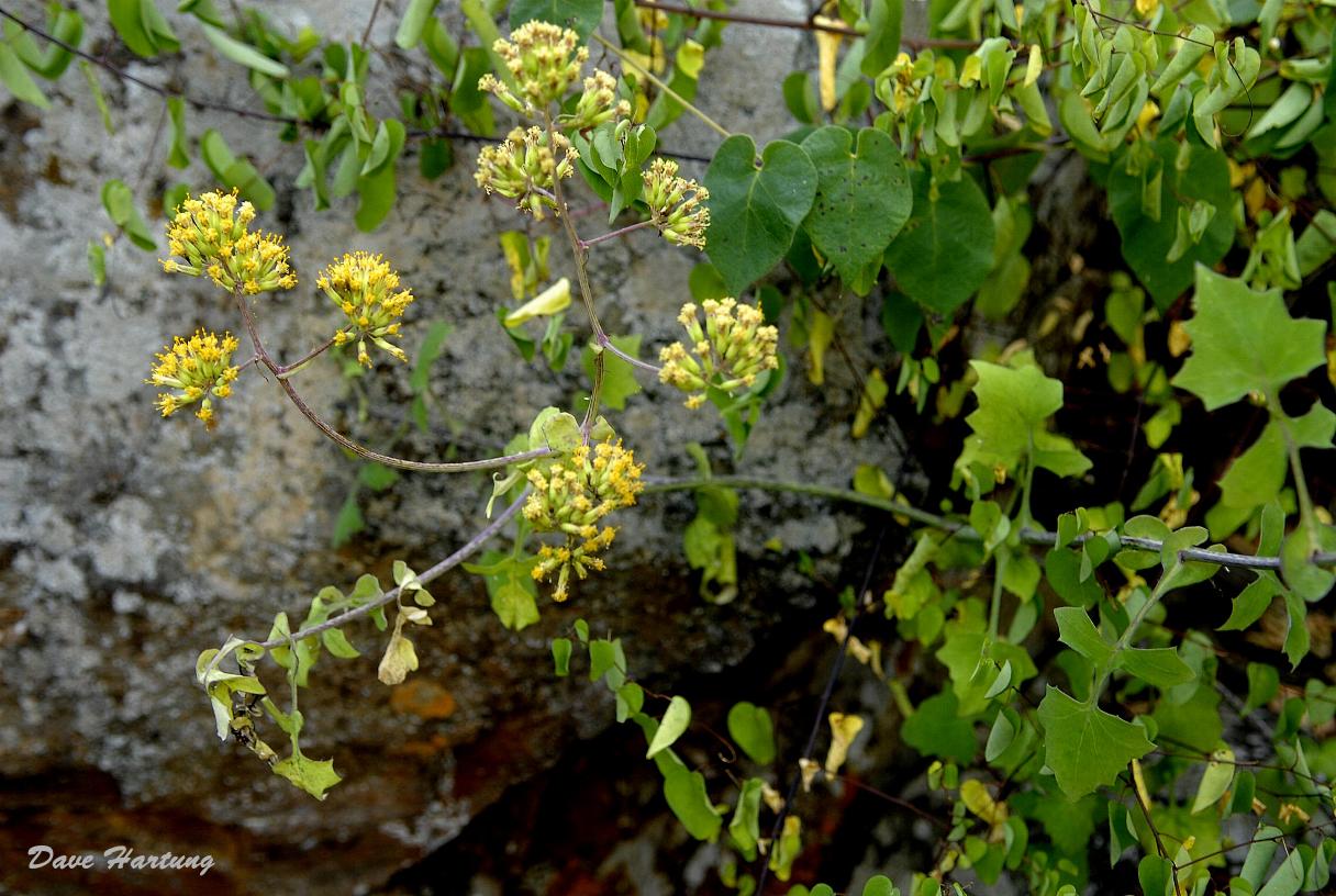 Solanecio angulatus Solanecio angulatus