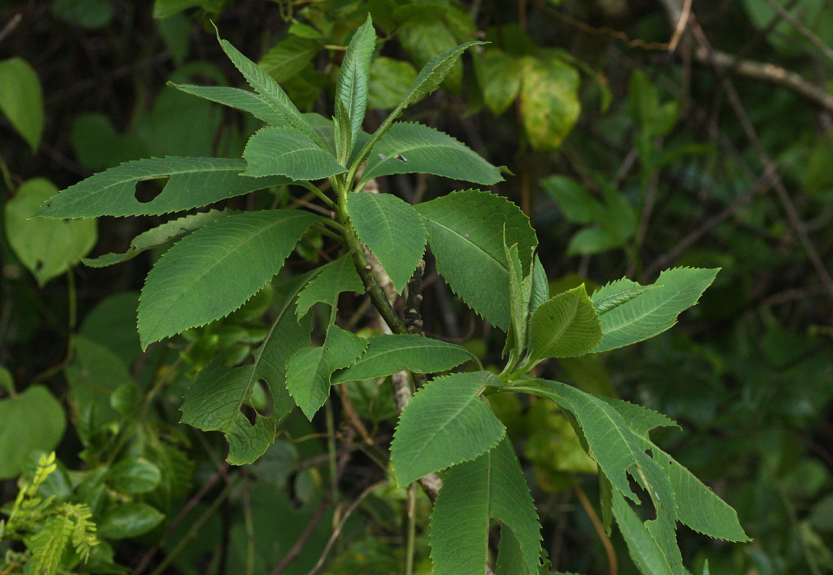 Solanecio mannii Solanecio mannii