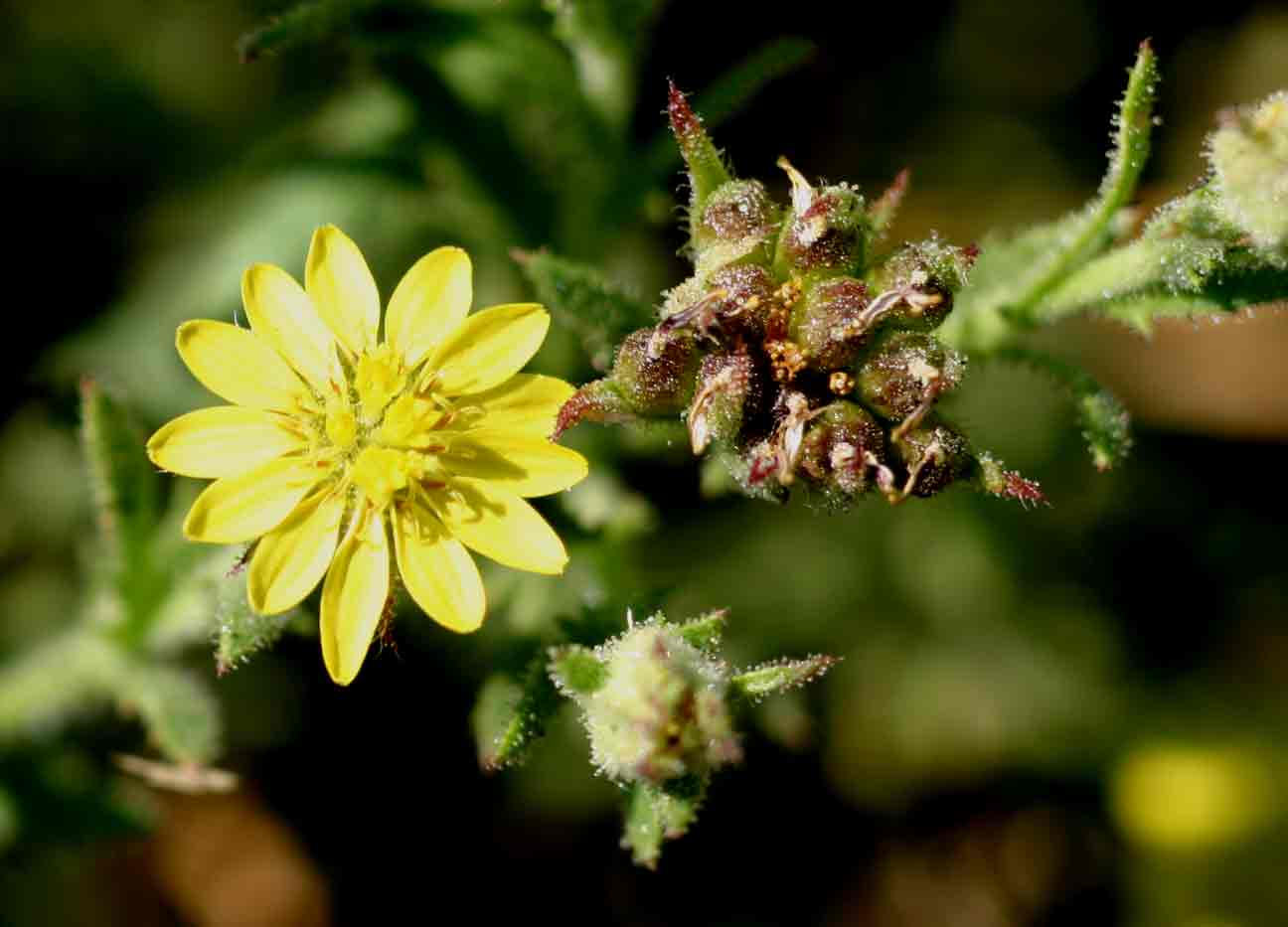 Osteospermum muricatum subsp. muricatum