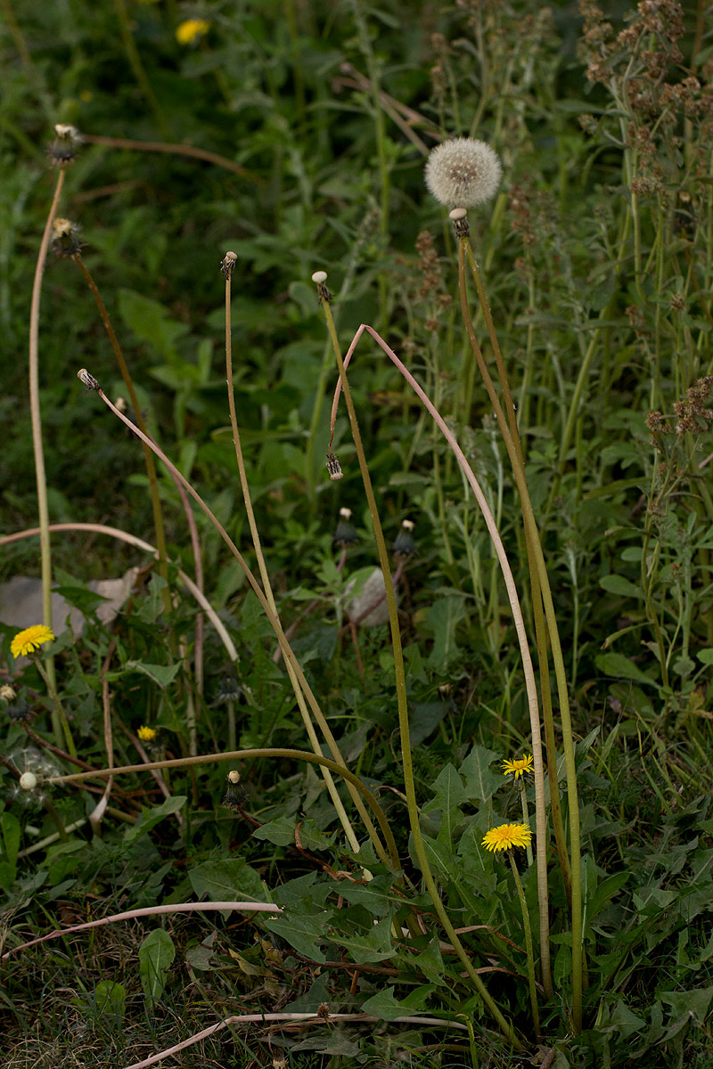 Taraxacum sp.